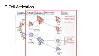 T-Cell Activation
 