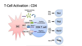 T-Cell Activation : CD4
 