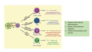 1. Cytokine that induces
differentiation
2. Master Transcriptional
regulator
3. Cytokine they produce and
secrete
 