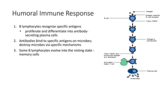 Humoral Immune Response
1. B lymphocytes recognize specific antigens
• proliferate and differentiate into antibody-
secreting plasma cells
2. Antibodies bind to specific antigens on microbes;
destroy microbes via specific mechanisms
3. Some B lymphocytes evolve into the resting state -
memory cells
 