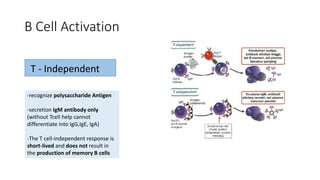 B Cell Activation
-recognize polysaccharide Antigen
-secretion IgM antibody only
(without Tcell help cannot
differentiate into IgG,IgE, IgA)
-The T cell-independent response is
short-lived and does not result in
the production of memory B cells
T - Independent
 