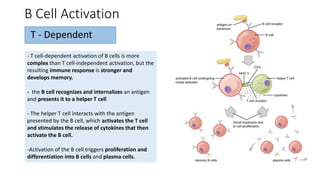B Cell Activation
- T cell-dependent activation of B cells is more
complex than T cell-independent activation, but the
resulting immune response is stronger and
develops memory.
- the B cell recognizes and internalizes an antigen
and presents it to a helper T cell
- The helper T cell interacts with the antigen
presented by the B cell, which activates the T cell
and stimulates the release of cytokines that then
activate the B cell.
-Activation of the B cell triggers proliferation and
differentiation into B cells and plasma cells.
T - Dependent
 