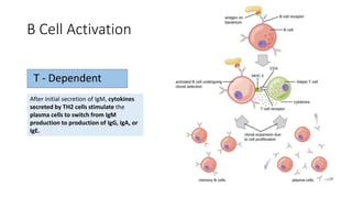 B Cell Activation
T - Dependent
After initial secretion of IgM, cytokines
secreted by TH2 cells stimulate the
plasma cells to switch from IgM
production to production of IgG, IgA, or
IgE.
 