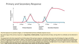 Primary and Secondary Response
The first exposure to a protein antigen, a T cell-dependent primary antibody response occurs.
The initial stage of the primary response is a lag period, or latent period, of approximately 10 days, during which no antibody can be detected in
serum.
This lag period is the time required for all of the steps of the primary response, including naïve mature B cell binding of antigen with BCRs,
antigen processing and presentation, helper T cell activation, B cell activation, and clonal proliferation. The end of the lag period is characterized
by a rise in IgM levels in the serum, as TH cells stimulate B cell differentiation into plasma cells. IgM levels reach their peak around 14 days after
primary antigen exposure; at about this same time, TH stimulates antibody class switching, and IgM levels in serum begin to decline. Meanwhile,
levels of IgG increase until they reach a peak about three weeks into the primary response
 