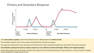 Primary and Secondary Response
During the primary response, some of the cloned B cells are differentiated into memory B cells
This secondary response occurs more quickly and forcefully than the primary response.
The lag period is decreased to only a few days and the production of IgG is significantly higher than observed for the primary response .
The antibodies produced during the secondary response are more effective and bind with higher affinity to the targeted epitopes.
Plasma cells produced during secondary responses live longer than those produced during the primary response, so levels of specific antibody
remain elevated for a longer period of time.
 