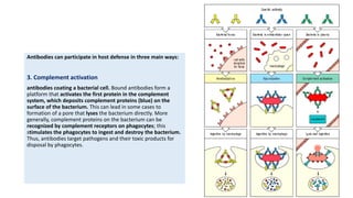 Antibodies can participate in host defense in three main ways:
3. Complement activation
antibodies coating a bacterial cell. Bound antibodies form a
platform that activates the first protein in the complement
system, which deposits complement proteins (blue) on the
surface of the bacterium. This can lead in some cases to
formation of a pore that lyses the bacterium directly. More
generally, complement proteins on the bacterium can be
recognized by complement receptors on phagocytes; this
stimulates the phagocytes to ingest and destroy the bacterium.
Thus, antibodies target pathogens and their toxic products for
disposal by phagocytes.
 