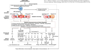 Sun L, Wang X, Saredy J, et al. Innate-adaptive immunity interplay and redox regulation in
immune response. Redox Biology. 2020 Oct;37:101759. DOI: 10.1016/j.redox.2020.101759.
 