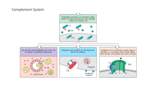 Complement System
 