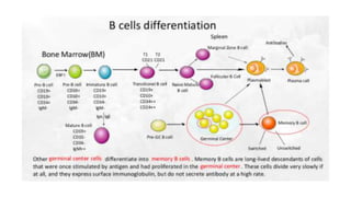 Lingga Adaptive Imun.pptx