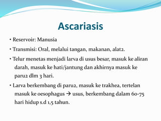 Ascariasis
• Reservoir: Manusia
• Transmisi: Oral, melalui tangan, makanan, alat2.
• Telur menetas menjadi larva di usus besar, masuk ke aliran
darah, masuk ke hati/jantung dan akhirnya masuk ke
paru2 dlm 3 hari.
• Larva berkembang di paru2, masuk ke trakhea, tertelan
masuk ke oesophagus  usus, berkembang dalam 60-75
hari hidup s.d 1,5 tahun.
 