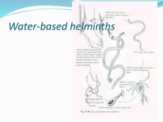 Water-based helminths
 