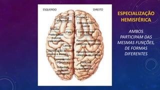 ESQUERDO DIREITO
ESPECIALIZAÇÃO
HEMISFÉRICA
AMBOS
PARTICIPAM DAS
MESMAS FUNÇÕES,
DE FORMAS
DIFERENTES
 