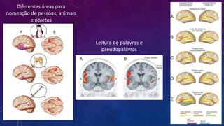Diferentes áreas para
nomeação de pessoas, animais
e objetos
Leitura de palavras e
pseudopalavras
 