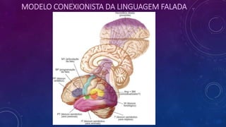 MODELO CONEXIONISTA DA LINGUAGEM FALADA
 