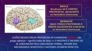 BROCA
Brodmann 44 E CÓRTEX
PREFRONTAL ADJACENTE
no Hemisfério Dominante
WERNICKE
BA22 (TERÇO POSTERIOR) E
ÁREAS ADJACENTES A BA39-40
no Hemisfério Dominante
LESÕES NESSAS ÁREAS PROVOCAM AS CHAMADAS AFASIAS (do
grego aphasia – significa falta de fala) => O PACIENTE É INCAPAZ DE
SE COMUNICAR PELA LINGUAGEM VERBAL, APESAR DOS
MECANISMOS SENSITIVOS E MOTORES ESTAREM INTACTOS.
 