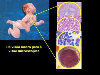 Da visão macro para a
 visão microscópica
 