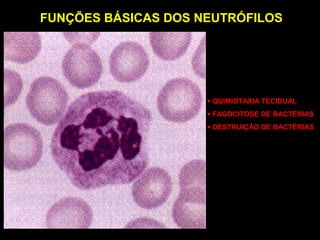 FUNÇÕES BÁSICAS DOS NEUTRÓFILOS




                     • QUIMIOTAXIA TECIDUAL
                     • FAGOCITOSE DE BACTÉRIAS
                     • DESTRUIÇÃO DE BACTÉRIAS
 