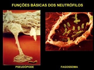 FUNÇÕES BÁSICAS DOS NEUTRÓFILOS




 PSEUDÓPODE          FAGOSSOMA
 