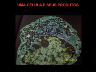 UMA CÉLULA E SEUS PRODUTOS
 