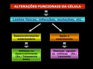 ALTERAÇÕES FUNCIONAIS DA CÉLULA



Lesões físicas, infecções, mutações, etc.




Desenvolvimento            Após o
  embrionário            nascimento



   Defeitos no          Doenças agudas
 desenvolvimento       ou crônicas (Ex.:
 (Ex.: Talassemia          Leucemia
       beta)
 