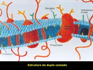 Estrutura da dupla camada
 