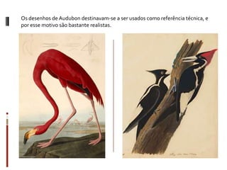 Os desenhos de Audubon destinavam-se a ser usados como referência técnica, e
por esse motivo são bastante realistas.
 
