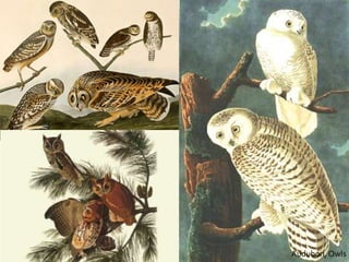 Audubon, Owls
 