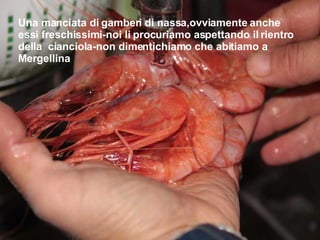 Una manciata di gamberi di nassa,ovviamente anche essi freschissimi-noi li procuriamo aspettando il rientro della  cianciola-non dimentichiamo che abitiamo a Mergellina 