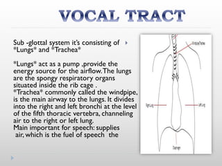 Sub -glottal system it’s consisting of
*Lungs* and *Trachea*
*Lungs* act as a pump ,provide the
energy source for the airflow.The lungs
are the spongy respiratory organs
situated inside the rib cage .
*Trachea* commonly called the windpipe,
is the main airway to the lungs. It divides
into the right and left bronchi at the level
of the fifth thoracic vertebra, channeling
air to the right or left lung.
Main important for speech: supplies
theair, which is the fuel of speech
 