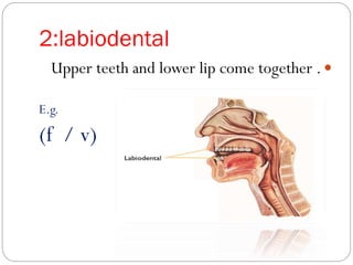 2:labiodental
Upper teeth and lower lip come together .
E.g.
(f / v)
 