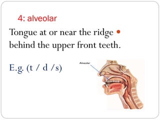 4: alveolar
Tongue at or near the ridge
behind the upper front teeth.
E.g. (t / d /s)
 