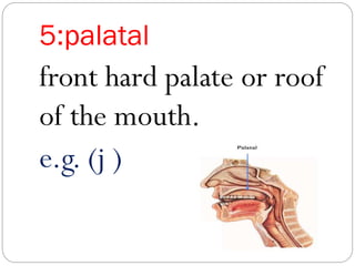 5:palatal
front hard palate or roof
of the mouth.
e.g. (j )
 