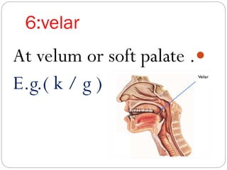 6:velar
At velum or soft palate .
E.g.( k / g )
 