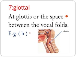 7:glottal
At glottis or the space
between the vocal folds.
•E.g. ( h )
 