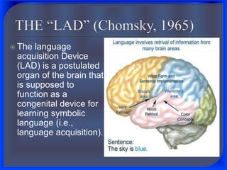  The language
acquisition Device
(LAD) is a postulated
organ of the brain that
is supposed to
function as a
congenital device for
learning symbolic
language (i.e.,
language acquisition).
 