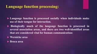 Language function processing:
 Language function is processed socially when individuals make
use of their tongue for interaction.
 Biologically much of the language function is processed in
several association areas, and there are two well-identified areas
that are considered vital for human communication:
 Wernicke area
 Broca area
 