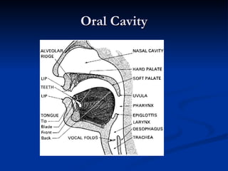 Oral Cavity 