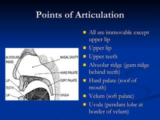 Points of Articulation All are immovable except upper lip Upper lip Upper teeth Alveolar ridge (gum ridge behind teeth) Hard palate (roof of mouth) Velum (soft palate) Uvula (pendant lobe at border of velum) 