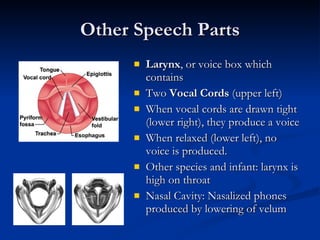 Other Speech Parts Larynx , or voice box which contains Two  Vocal Cords  (upper left) When vocal cords are drawn tight (lower right), they produce a voice When relaxed (lower left), no voice is produced. Other species and infant: larynx is high on throat Nasal Cavity: Nasalized phones produced by lowering of velum 
