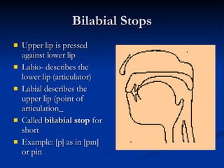 Bilabial Stops Upper lip is pressed against lower lip Labio- describes the lower lip (articulator) Labial describes the upper lip (point of articulation_ Called  bilabial stop  for short Example: [p] as in [pın] or pin 