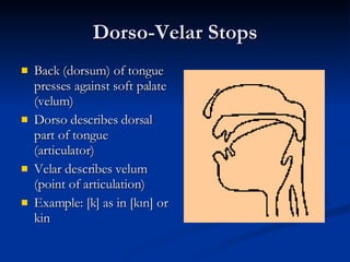 Dorso-Velar Stops Back (dorsum) of tongue presses against soft palate (velum) Dorso describes dorsal part of tongue (articulator) Velar describes velum (point of articulation) Example: [k] as in [kın] or kin 