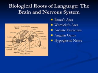 Biological Roots of Language: The Brain and Nervous System Broca’s Area Wernicke’s Area Arcuate Fasciculus Angular Gyrus Hypoglossal Nerve 