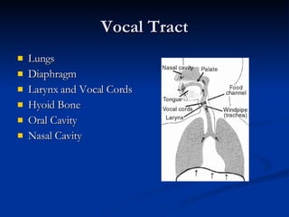 Vocal Tract Lungs Diaphragm  Larynx and Vocal Cords Hyoid Bone Oral Cavity Nasal Cavity 