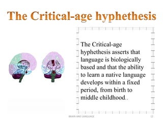 BRAIN AND LANGUAGE 12
The Critical-age
hyphethesis asserts that
language is biologically
based and that the ability
to learn a native language
develops within a fixed
period, from birth to
middle childhood. .
 
