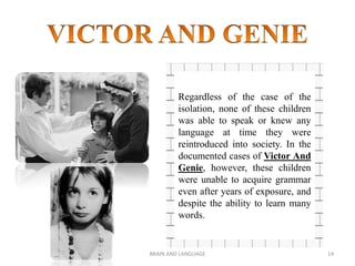 BRAIN AND LANGUAGE 14
Regardless of the case of the
isolation, none of these children
was able to speak or knew any
language at time they were
reintroduced into society. In the
documented cases of Victor And
Genie, however, these children
were unable to acquire grammar
even after years of exposure, and
despite the ability to learn many
words.
 