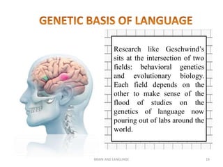 BRAIN AND LANGUAGE 19
Research like Geschwind’s
sits at the intersection of two
fields: behavioral genetics
and evolutionary biology.
Each field depends on the
other to make sense of the
flood of studies on the
genetics of language now
pouring out of labs around the
world.
 