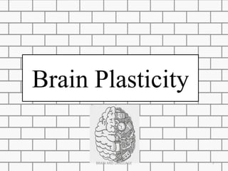 Brain Plasticity
BRAIN AND LANGUAGE 7
 