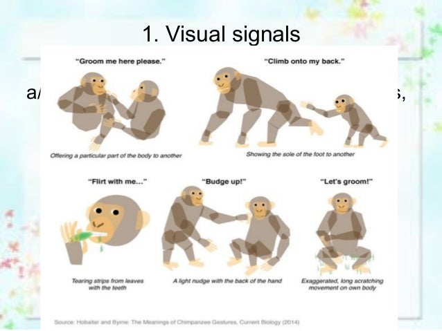 Linguistics animal communication