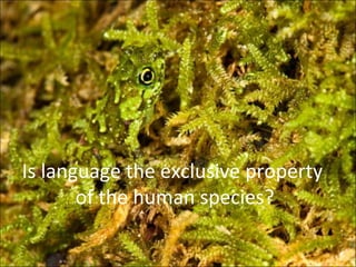 Animals Using Absolute Language Linguistics Animal Languages | PPT