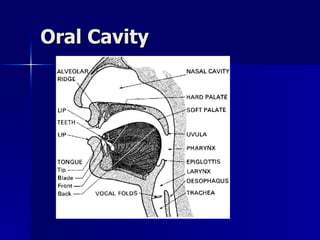 Oral Cavity 